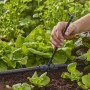 Verlängerungsrohr für Sprühdüsen für wachsende Pflanzen und größere Stauden